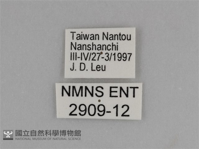 臺灣絹蛺蝶藏品圖，第3張