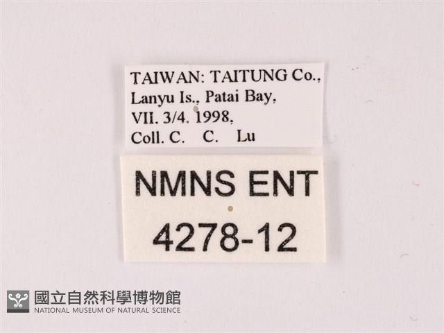 曲波紋灰蝶藏品圖，第3張