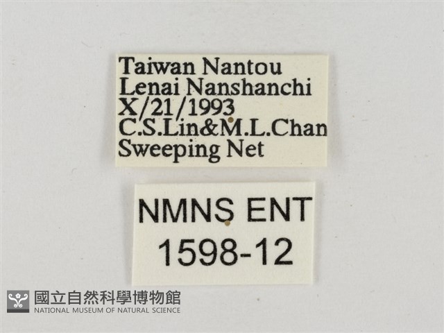 淡褐脈粉蝶藏品圖，第3張