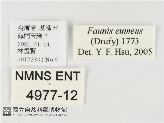 串珠環蝶藏品圖，第3張