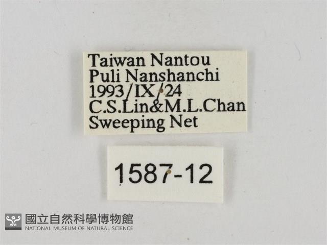 淡褐脈粉蝶藏品圖，第3張