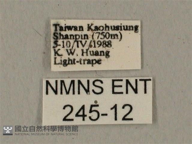 蝦殼天蛾藏品圖，第3張