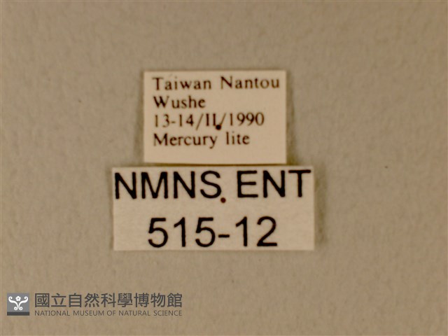 白粉蝶、紋白蝶藏品圖，第3張