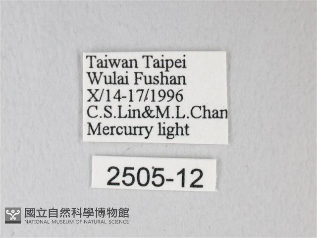 臺灣卵翅蛾藏品圖，第3張