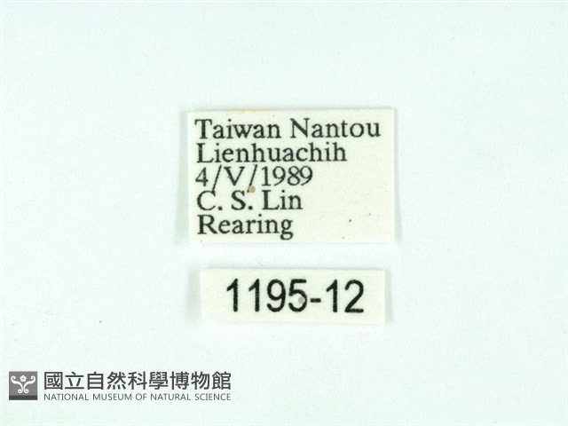 黃肩奇蛾藏品圖，第3張