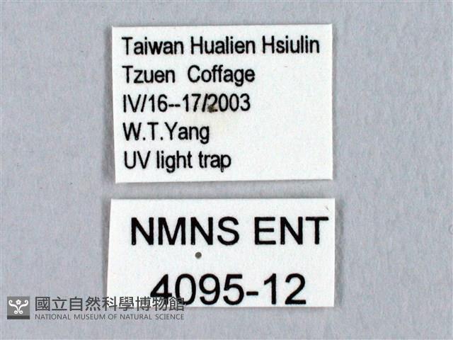 蓬萊灰紋帶蛾藏品圖，第3張