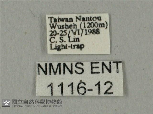 蝦殼天蛾藏品圖，第3張