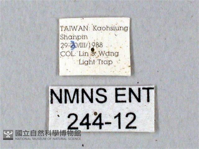 鬼臉天蛾藏品圖，第3張