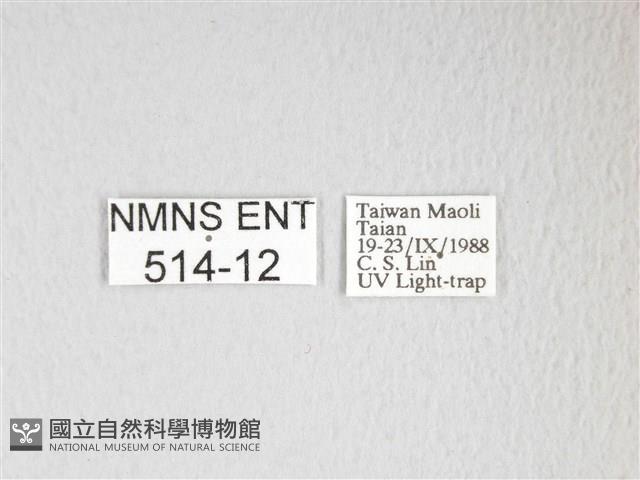 黃豹天蠶蛾藏品圖，第3張