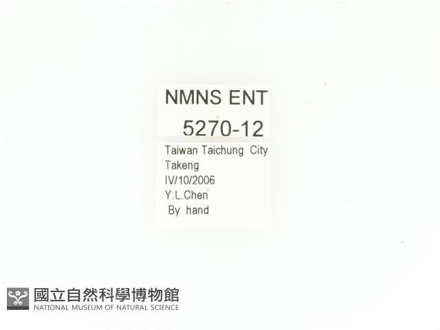 臺灣角金龜藏品圖，第2張