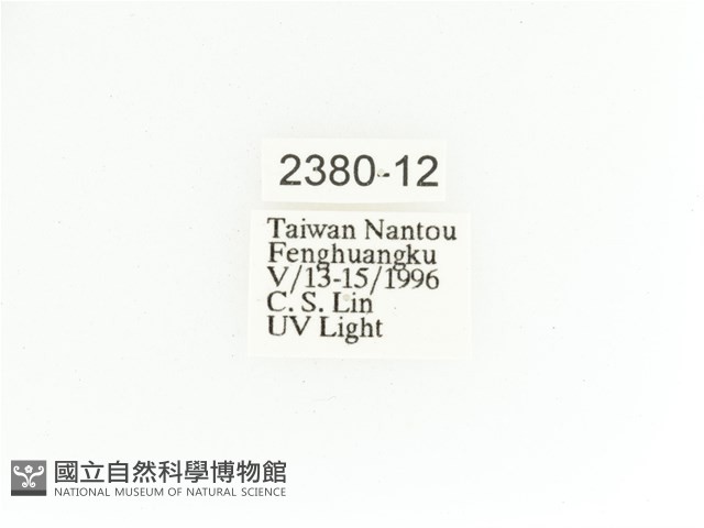 艷金龜藏品圖，第2張
