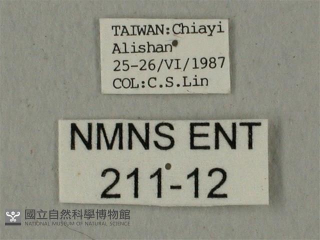 全緣缺角天蛾藏品圖，第3張