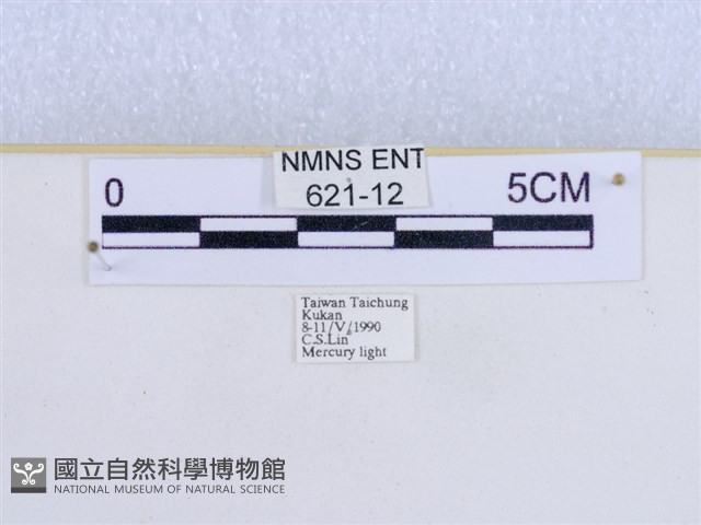 巨網燈蛾藏品圖，第3張
