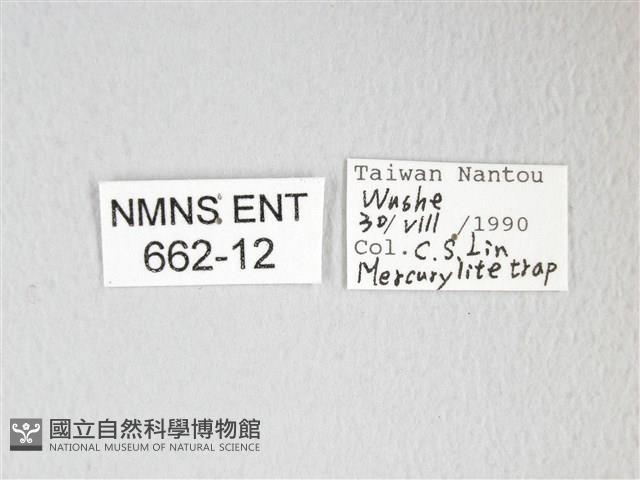 圓翅大鉤蛾藏品圖，第3張