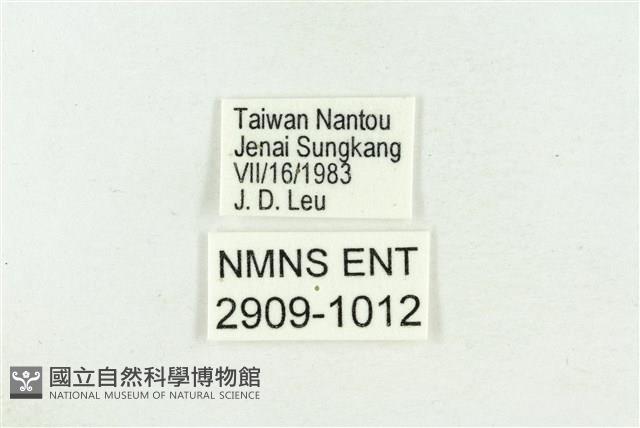 堇彩燕灰蝶藏品圖，第3張