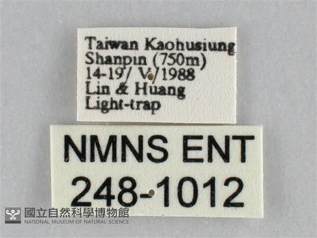 長斑擬燈蛾藏品圖，第3張