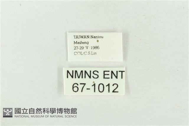 臺洒波紋蛾藏品圖，第3張