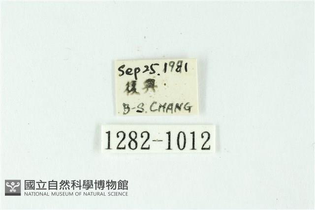 三色豔苔蛾藏品圖，第3張