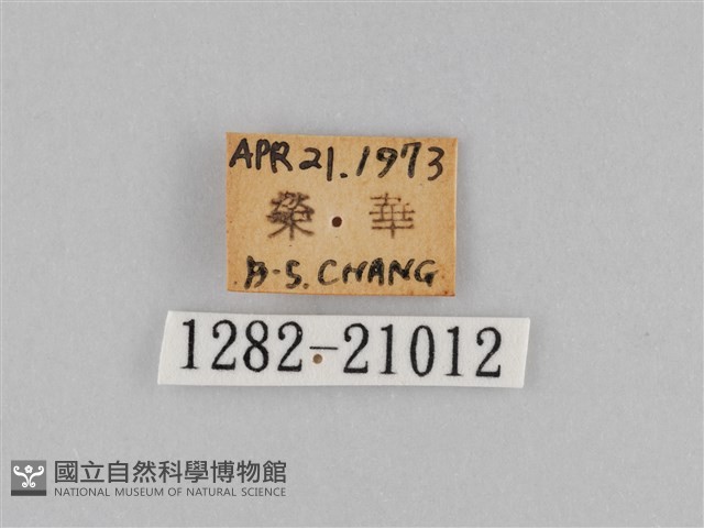 褐翅蔭眼蝶藏品圖，第3張