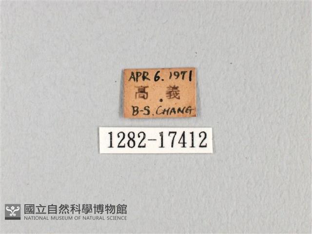 無尾白紋鳳蝶藏品圖，第3張