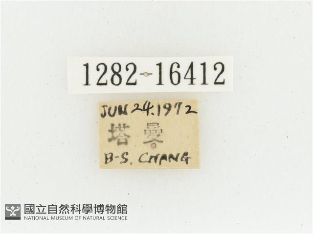 黃肩長腳花金龜藏品圖，第2張