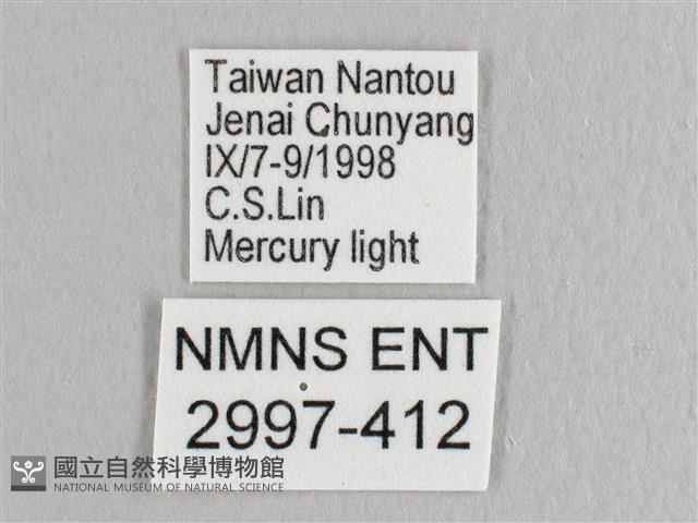 彎黑黃鉤蛾藏品圖，第3張