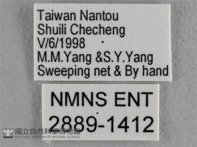 紫日灰蝶藏品圖，第3張
