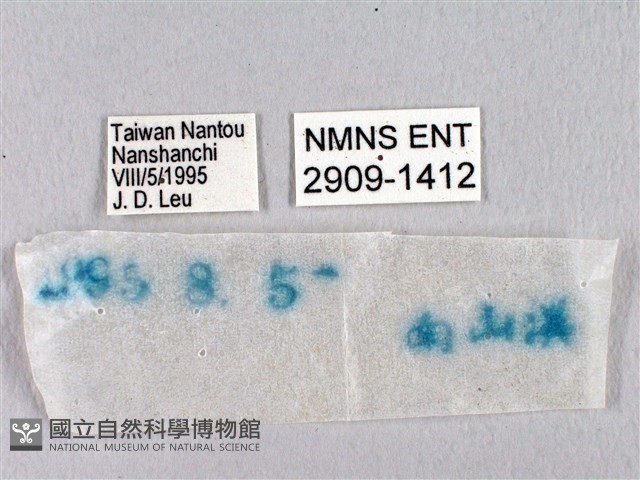 臺灣瑟弄蝶藏品圖，第3張