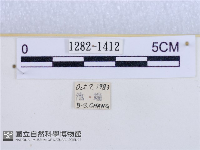 閃光苔蛾藏品圖，第3張