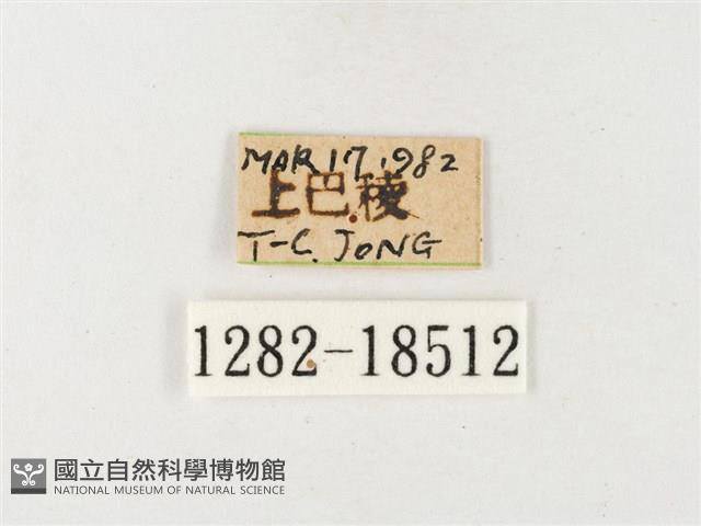 紋黃粉蝶藏品圖，第3張