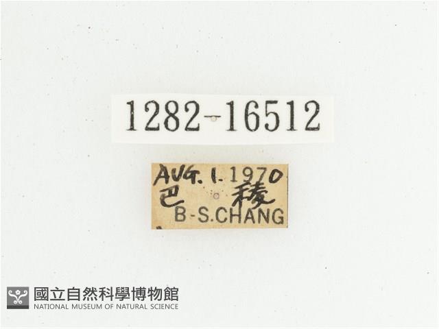 綠艷長腳花金龜藏品圖，第2張