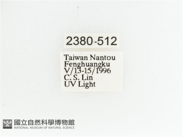 艷金龜藏品圖，第2張