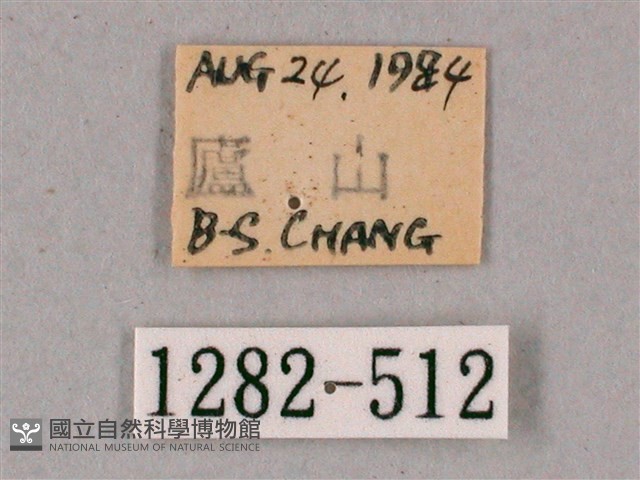 榆綠天蛾藏品圖，第3張