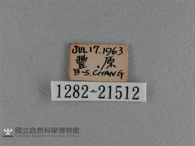 曲紋黛眼蝶藏品圖，第3張