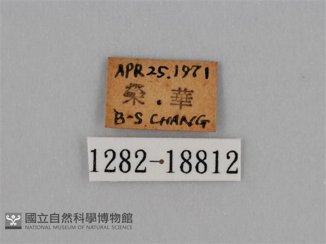 圓翅鉤粉蝶藏品圖，第3張