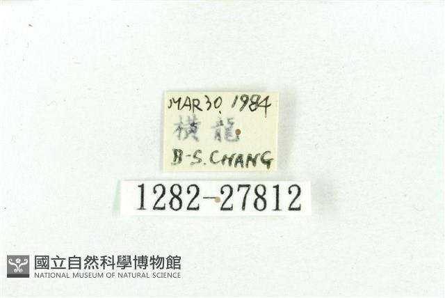 乳白斑燈蛾藏品圖，第3張