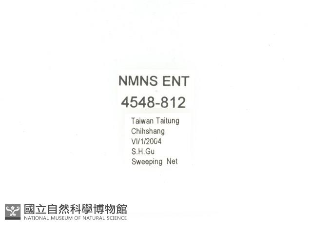 金艷騷金龜藏品圖，第2張