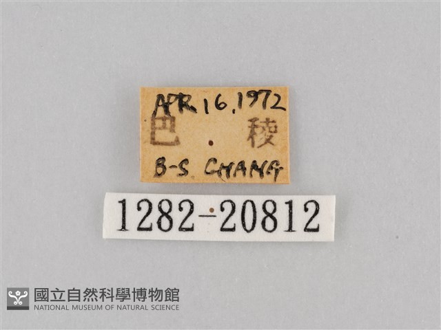 大波眼蝶藏品圖，第3張