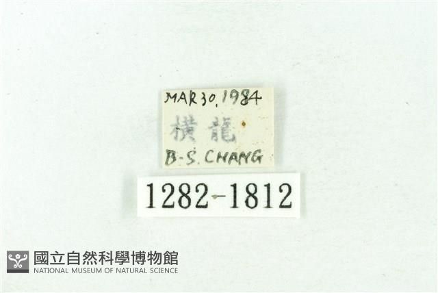 臺雪苔蛾藏品圖，第3張