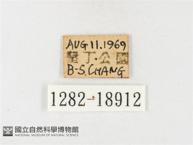 淡色黃蝶藏品圖，第3張