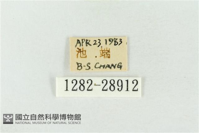 連珠波紋蛾藏品圖，第3張