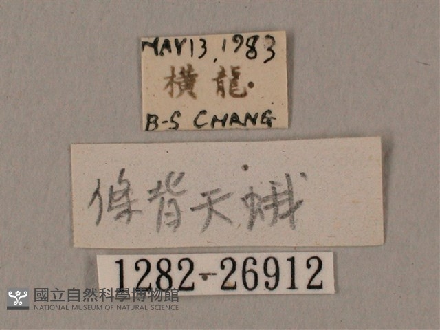 棕綠背線天蛾藏品圖，第3張