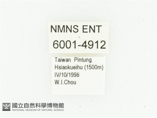 艷邊花金龜藏品圖，第2張