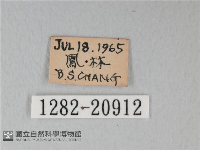 靛色琉灰蝶藏品圖，第3張