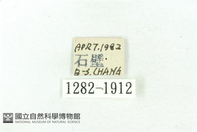 臺雪苔蛾藏品圖，第3張