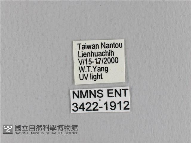 青枯葉蛾藏品圖，第3張