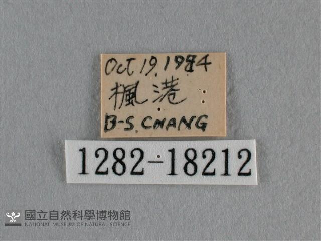 細灰蝶藏品圖，第3張