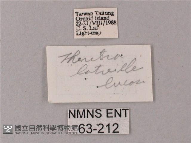 直翅斜紋天蛾藏品圖，第3張