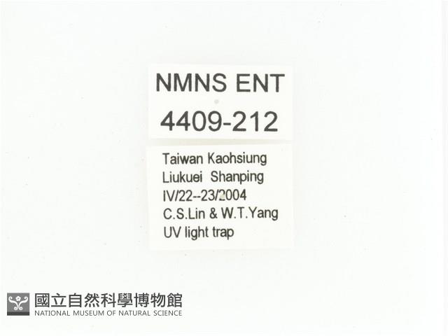 艷金龜藏品圖，第2張