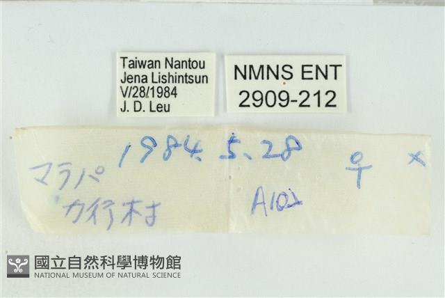 赭灰蝶藏品圖，第3張